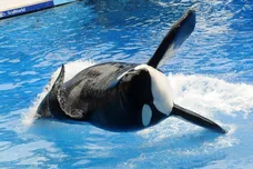 Gerardo Mora/Getty Images