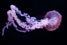 PHILIPPE LOPEZ/AFP/Getty Images