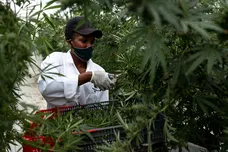 Luke Dray/Getty Images