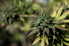 Justin Sullivan/Getty Images