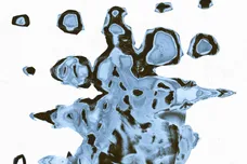 Image via Brevin Kim