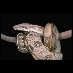Columbian Red-Tailed Boa Constrictor