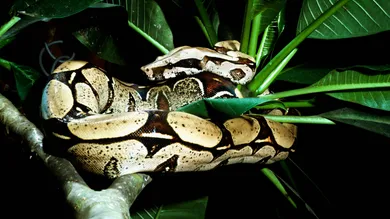 AMAZON BASIN: THE LAST FRONTIER