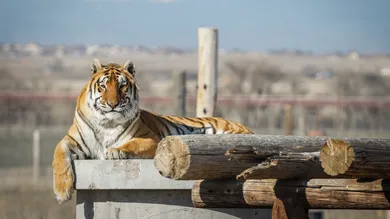Wild Animal Sanctuary In Colorado Home To Almost 40 Tigers From Wildly Popular Documentary Of Joe Exotic "Tiger King"