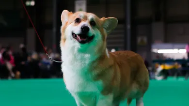 Crufts 2023 - Day Two