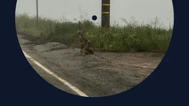 dominic fike 14 minutes