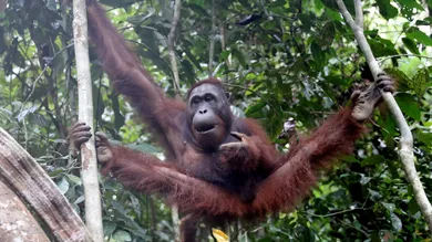 Chris Jackson - Pool/Getty Images