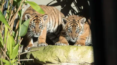 Mark Kolbe/Getty Images