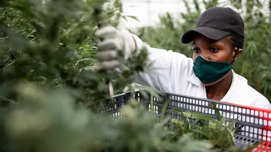 Luke Dray/Getty Images