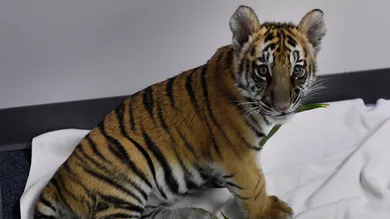 MARK RALSTON/AFP via Getty Images