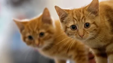 Christopher Furlong/Getty Images