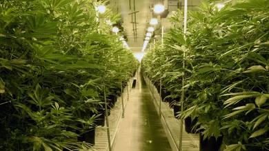 Ethan Miller/Getty Images