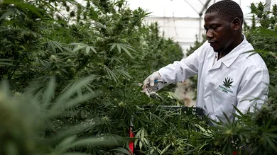 Luke Dray/Getty Images