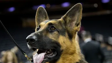 Drew Angerer/Getty Images