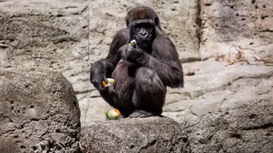 Europa Press News/Getty Images