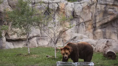 Photo by Scott Olson/Getty Images