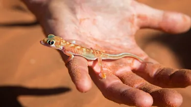 Arterra/Universal Images