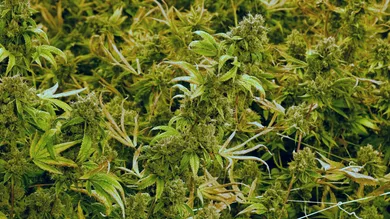 Ethan Miller/Getty Images