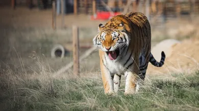 Marc Piscotty/Getty Images