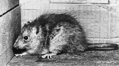 Denis De Marney/Getty Images