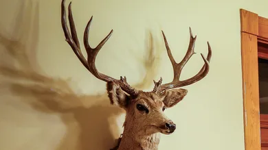 Marc Piscotty/Getty Images