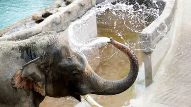 Chung Sung-Jun/Getty Images