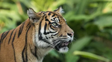 Mark Kolbe/Getty Images