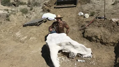 Photo via Fossil Excavators