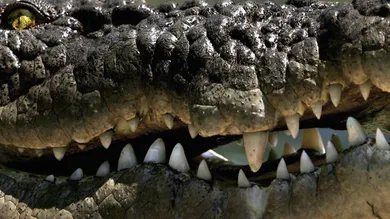 Ian Waldie/Getty Images