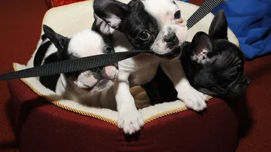 Gary Gershoff/Getty Images