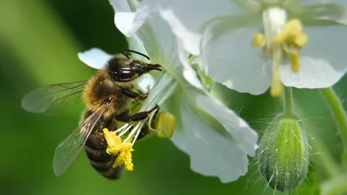 Sean Gallup / Getty Images