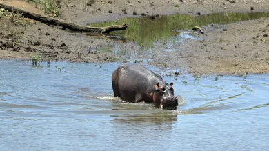 Richard Heathcote/ gettyimages