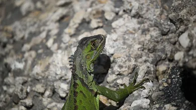Joe Raedle/Getty Images