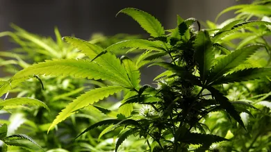 Christopher Furlong/Getty Images