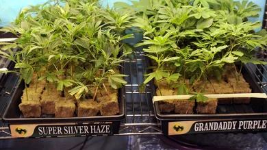 Bob Riha, Jr./Getty Images