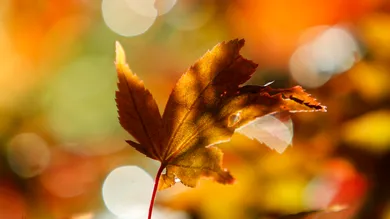 Dan Istitene / Getty Images