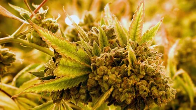 Ethan Miller/Getty Images