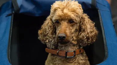 Jens Schlueter/Getty Images