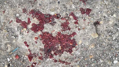 Scott Olson/Getty Images