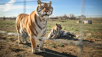 Marc Piscotty/Getty Images