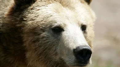 Justin Sullivan/Getty Images