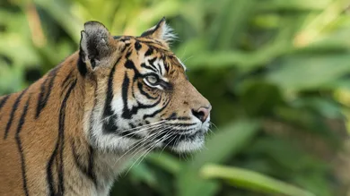 Mark Kolbe/Getty Images