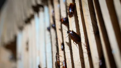 WANG ZHAO/AFP/Getty Images