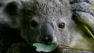 Ian Waldie/Getty Images