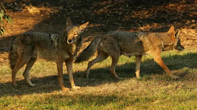 David McNew/Getty Images