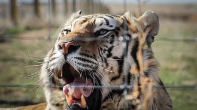 Marc Piscotty/Getty Images