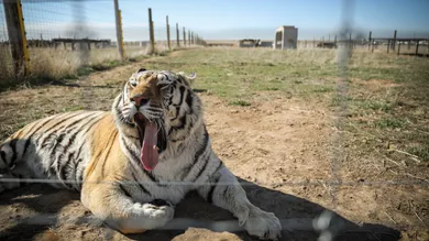 Marc Piscotty/Getty Images
