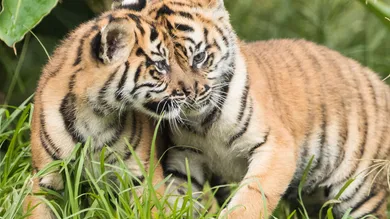 Mark Kolbe/Getty Images