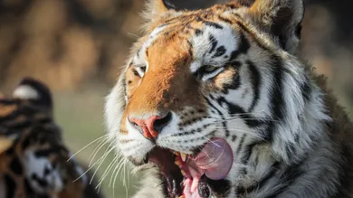 Marc Piscotty/Getty Images