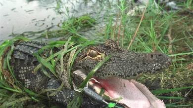 Robert King/Newsmakers/Getty Images